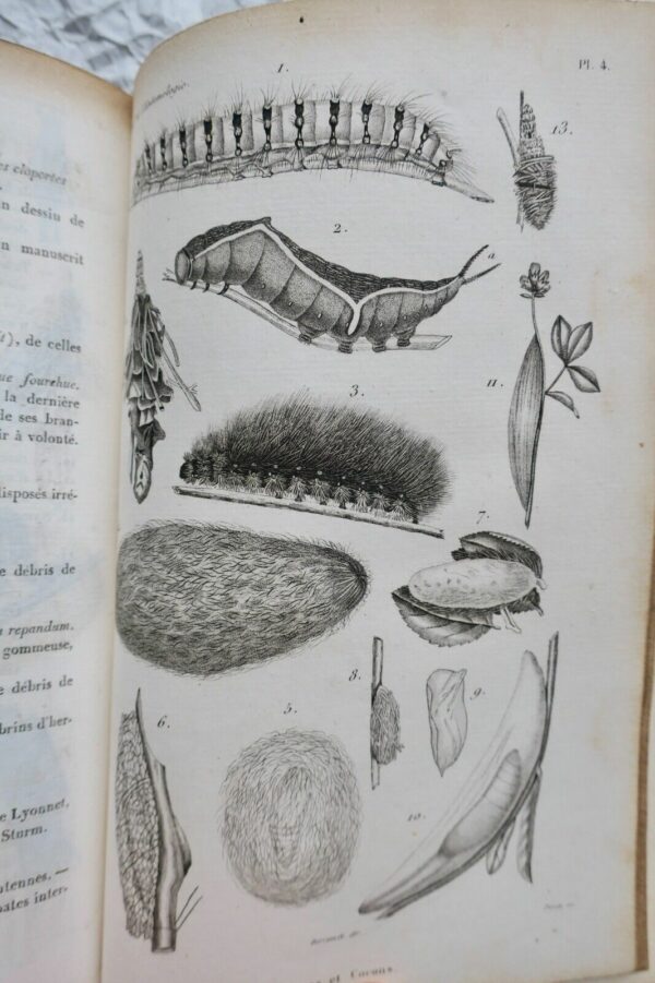 Entomologie LACORDAIRE Introduction à l'entomologie 1834 – Image 7