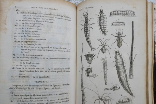 Entomologie LACORDAIRE Introduction à l'entomologie 1834 – Image 8