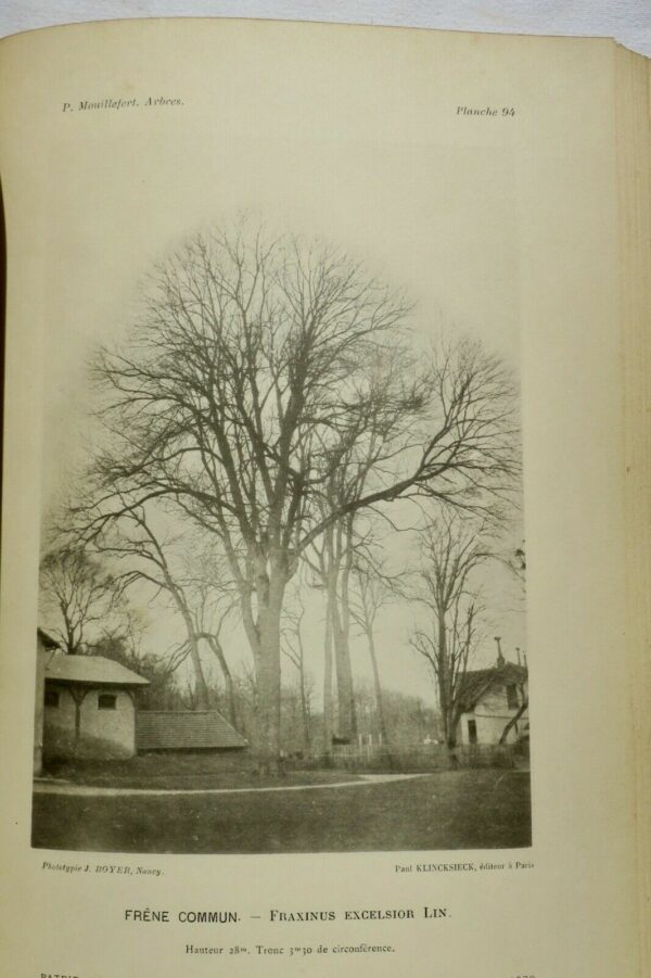 Jardin Mouillefert Traité des arbres et des arbrisseaux forestiers, industriels. – Image 13