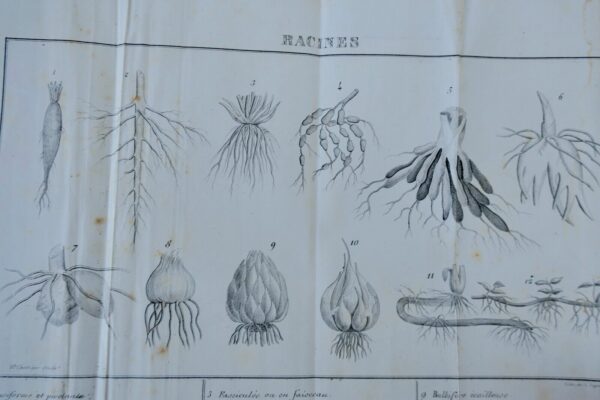 Leçons de botanique à l'usage des jeunes gens des deux sexes 1840 – Image 5