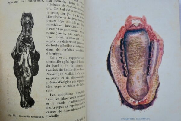 Mouton LES MALADIES DU MOUTON 1923 – Image 8