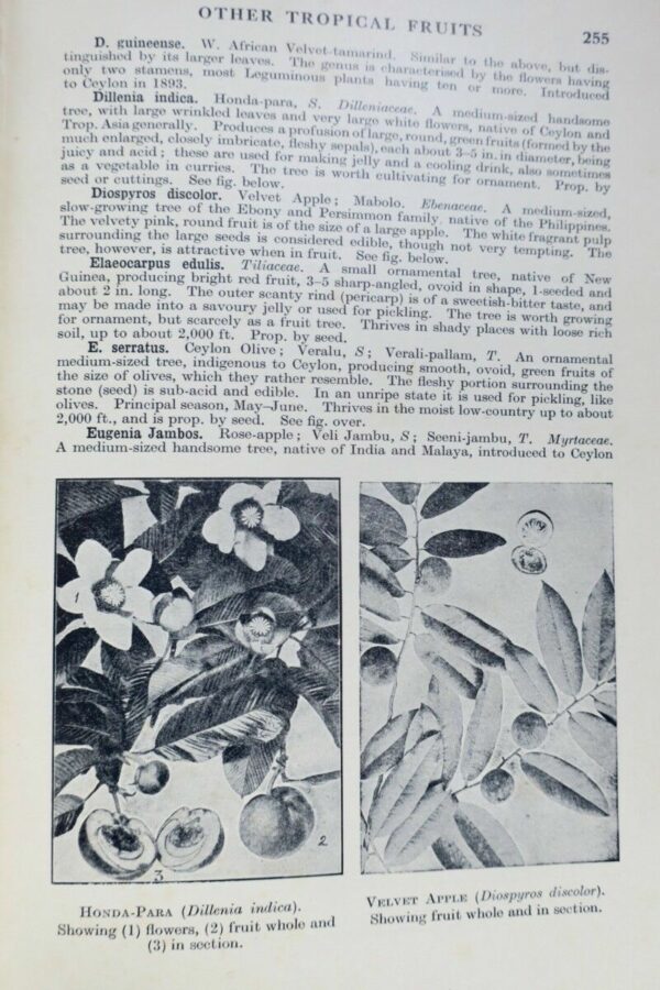 Tropical Planting and Gardening With Special Reference to Ceylon 1952 – Image 6