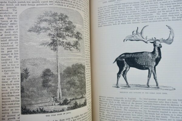 World of wonders 1888 NATURE SCIENCE AND ART – Image 14