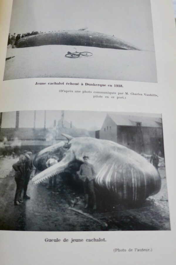 baleine LACROIX Derniers Baleiniers Français – Image 3