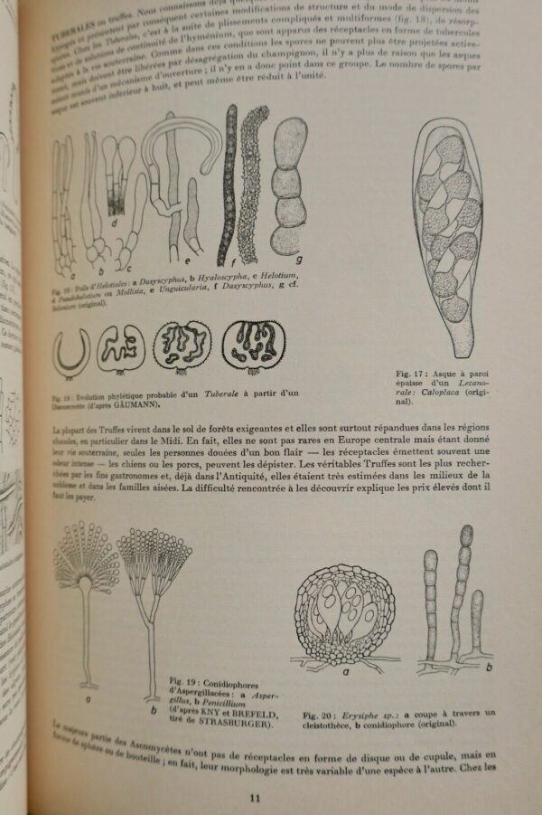 champignon  Champignons d'Europe 180 superbes planches – Image 11