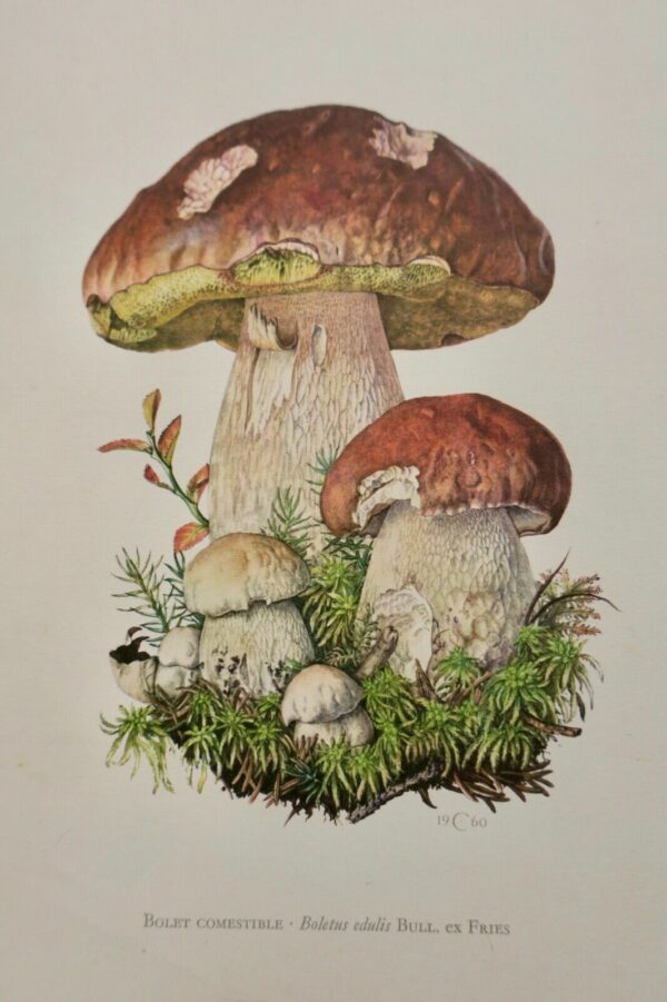 champignon  Champignons d'Europe 180 superbes planches – Image 3