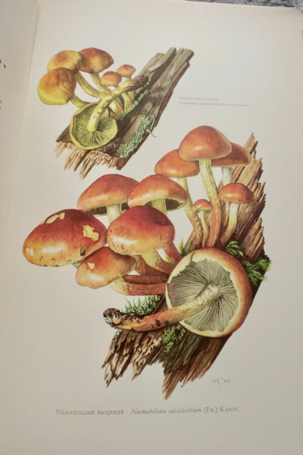 champignon  Champignons d'Europe 180 superbes planches – Image 9