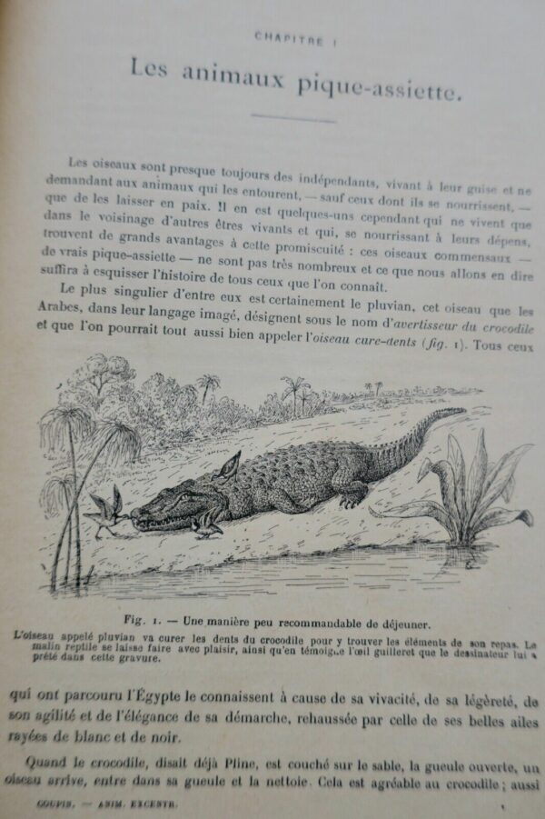 ANIMAUX EXCENTRIQUES 1906 – Image 14