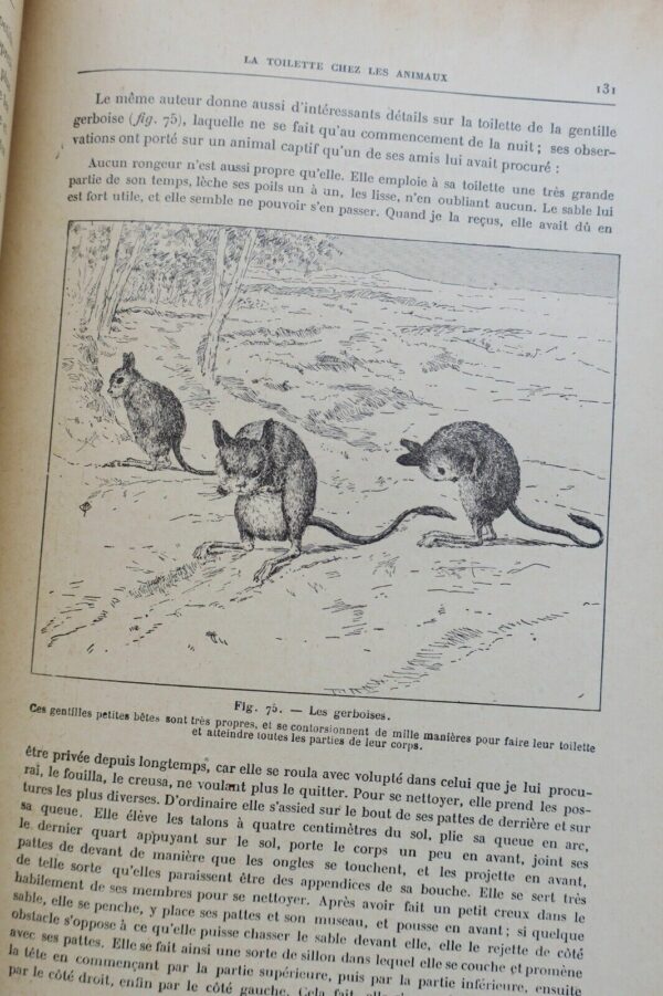 ANIMAUX EXCENTRIQUES 1906 – Image 7