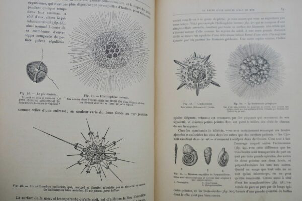 ANIMAUX EXCENTRIQUES 1906 – Image 9