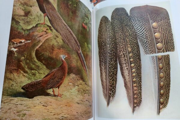 Bird Monograph of the Pheasants Beebe – Image 14