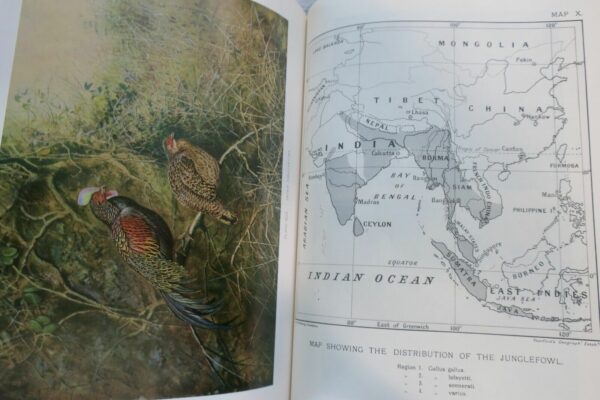 Bird Monograph of the Pheasants Beebe – Image 17