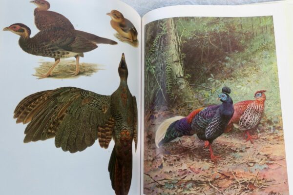 Bird Monograph of the Pheasants Beebe – Image 19