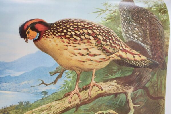 Bird Monograph of the Pheasants Beebe – Image 22