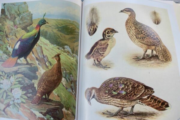 Bird Monograph of the Pheasants Beebe – Image 23