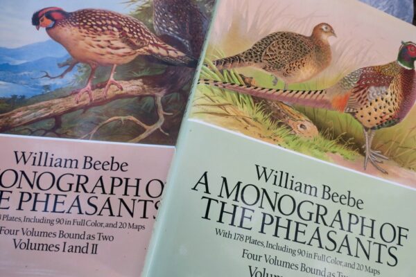 Bird Monograph of the Pheasants Beebe – Image 4