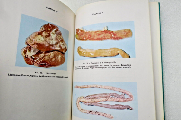 DINDON Précis d'incubation d'élevage et de pathologie du dindon – Image 10