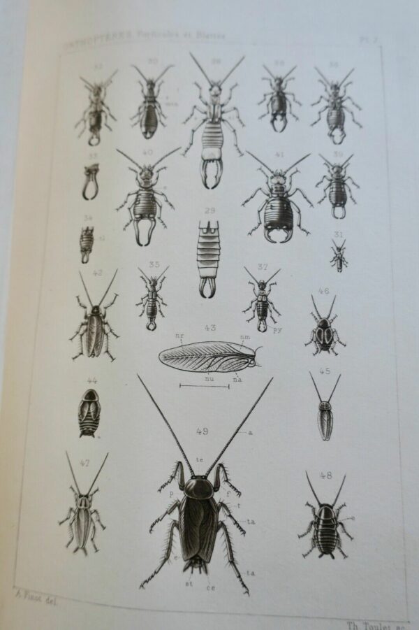 Insectes Orthoptères, Thysanoures et Orthoptères 1890 – Image 9