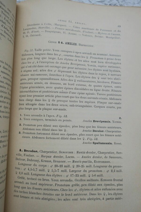 Insectes Orthoptères, Thysanoures et Orthoptères 1890 – Image 6