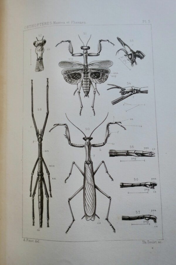 Insectes Orthoptères, Thysanoures et Orthoptères 1890