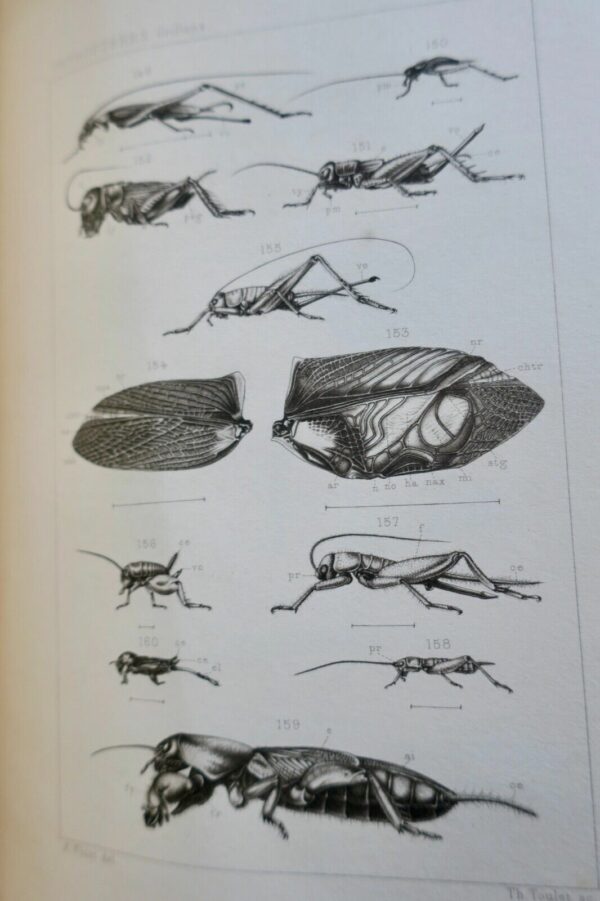 Insectes Orthoptères, Thysanoures et Orthoptères 1890 – Image 10