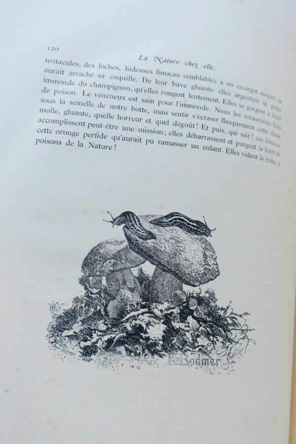 Théophile Gautier eaux-fortes de K. Bodmer La nature chez elle 1870 – Image 5