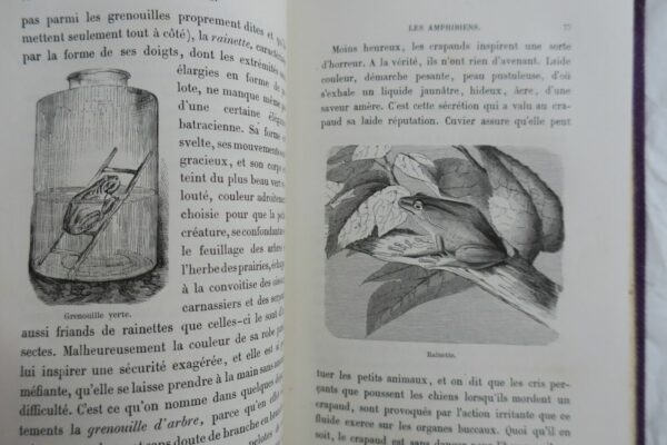 animaux à métamorphoses 1867 – Image 8