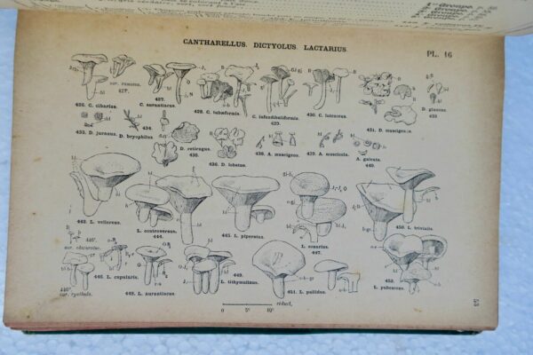 Champignons COSTANTIN J. / DUFOUR L. NOUVELLE FLORE DES CHAMPIGNONS – Image 4