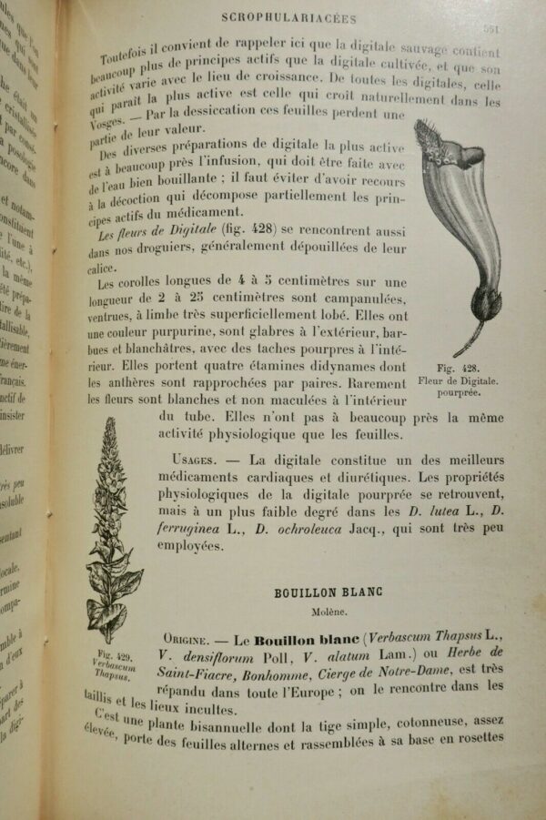 Drogues PLANCHON COLLIN Drogues simples d'origine végétale. 1895 – Image 6