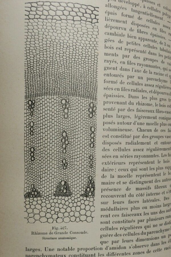 Drogues PLANCHON COLLIN Drogues simples d'origine végétale. 1895 – Image 7