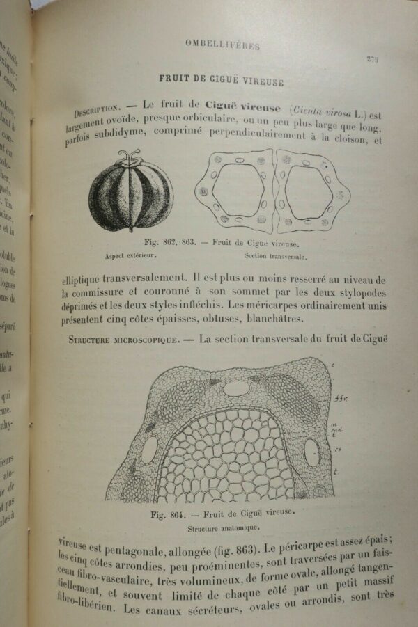 Drogues PLANCHON COLLIN Drogues simples d'origine végétale. 1895 – Image 9