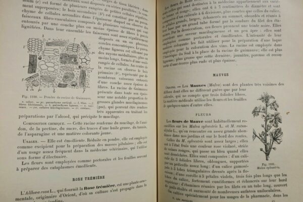 Drogues PLANCHON COLLIN Drogues simples d'origine végétale. 1895 – Image 10