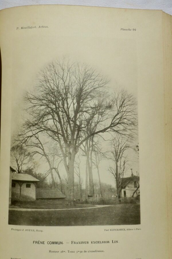 Jardin Mouillefert Treated Trees And Forest, Industrial Shrubs – Image 13