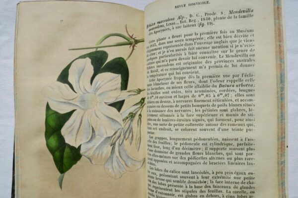 Jardin Revue Horticole avril 1845-mars 1846 – Image 10