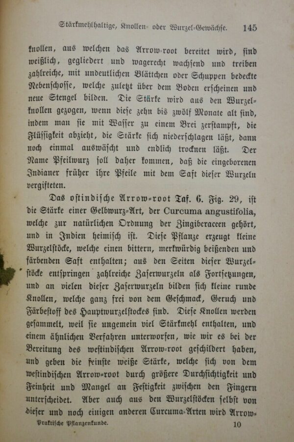 Pflanzen Praktische Pflanzenkunde für Handel, Gewerbe und Hauswirtschaft 1900 – Image 7