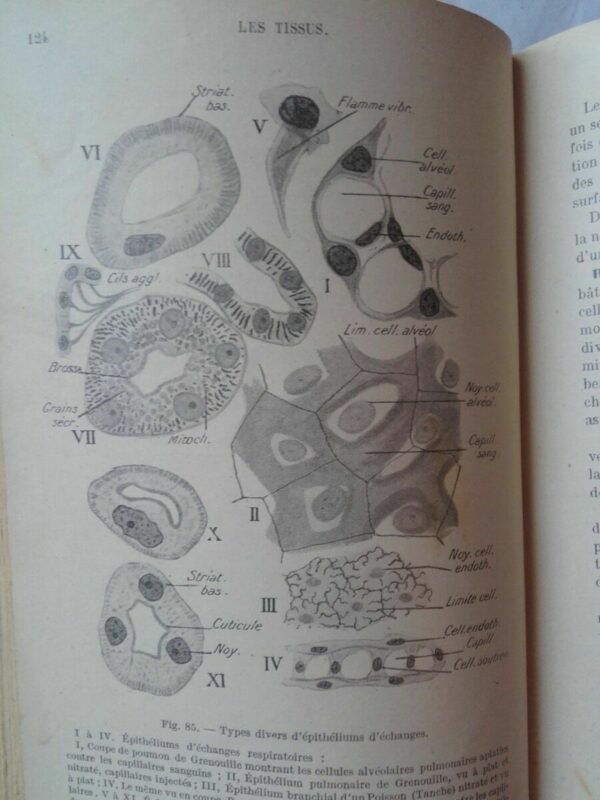 Précis d’histologie. Tome I : Histologie généréle. Tome II : Histologie des o... – Image 4