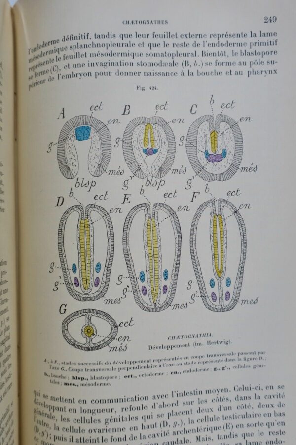 Traité de zoologie concrète. Tome V: Les vermidiens 1897