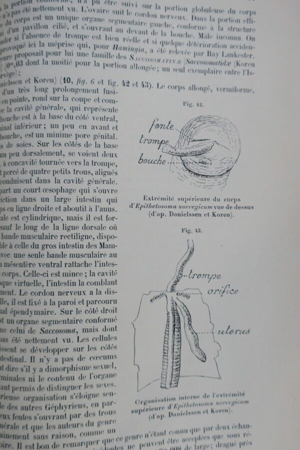 Traité de zoologie concrète. Tome V: Les vermidiens 1897 – Image 9