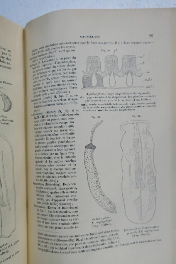 Traité de zoologie concrète. Tome V: Les vermidiens 1897 – Image 10