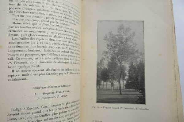 ARBRE UTILE - LE PEUPLIER - HISTOIRE VARIETES CULTURE UTILITE – Image 8