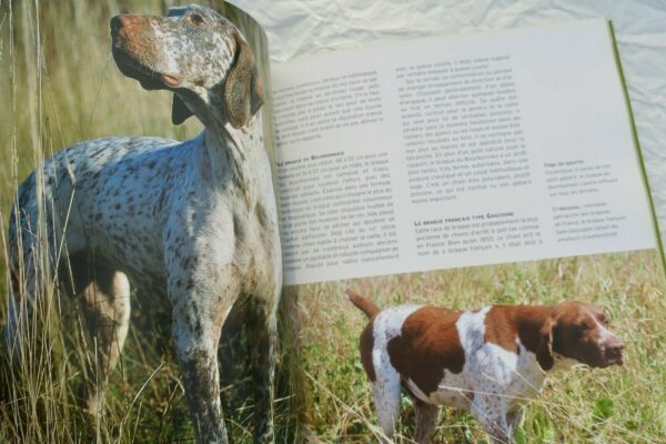 chiens d'arrêt côté chasse – Image 6