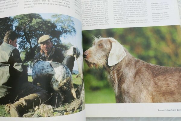 chiens d'arrêt côté chasse – Image 7