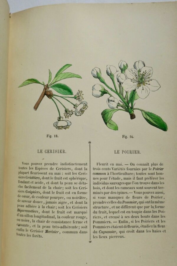 jardin Leçons élémentaires de botanique fondées sur l'analyse Le Maout – Image 7