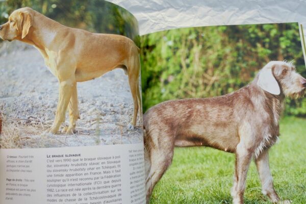 chiens d'arrêt côté chasse – Image 5