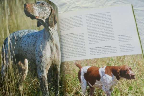 chiens d'arrêt côté chasse – Image 6