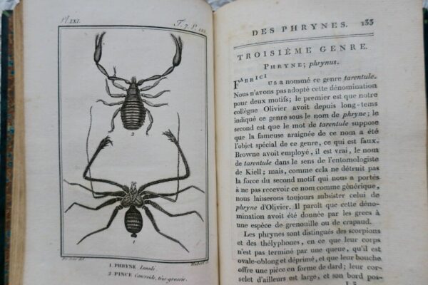 crustacés Histoire Naturelle.. des Crustacés et des insectes 1802 – Image 12