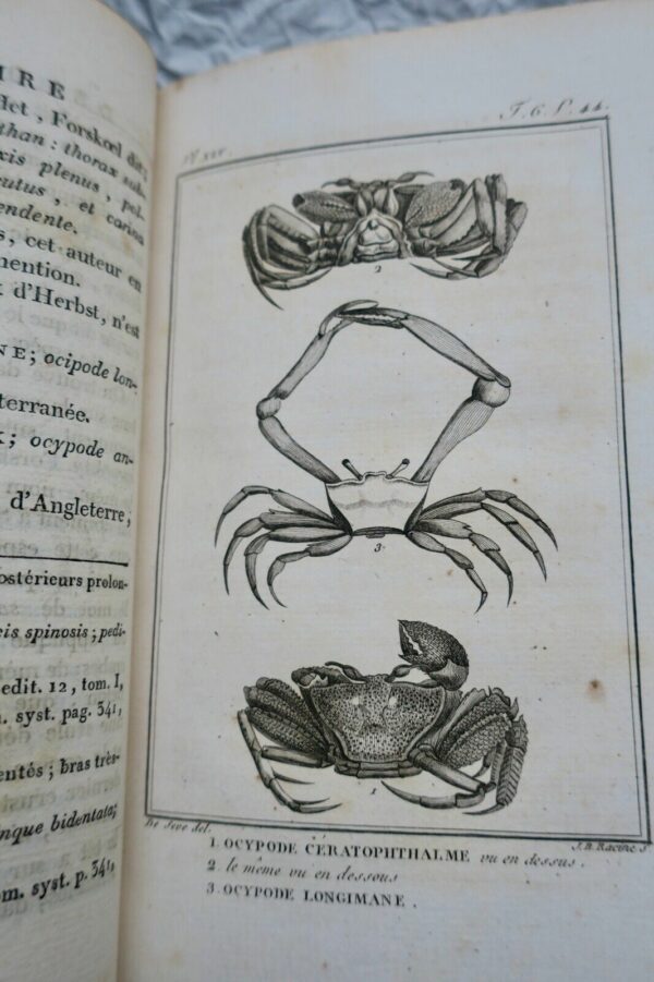 crustacés Histoire Naturelle.. des Crustacés et des insectes 1802 – Image 7