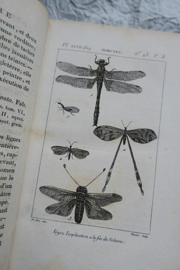 crustacés Histoire Naturelle.. des Crustacés et des insectes 1802 – Image 8