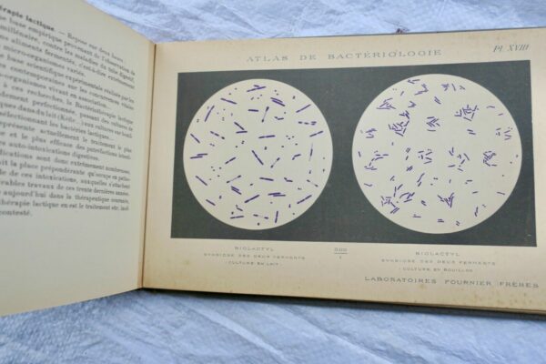 Atlas de bactériologie. Laboratoire Fournier – Image 6