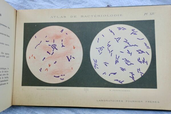 Atlas de bactériologie. Laboratoire Fournier – Image 7